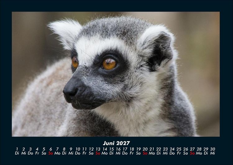 Produktbild: Der Tierkalender 2027 Fotokalender DIN A4
