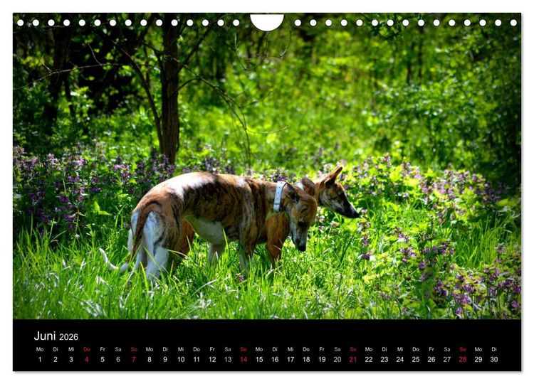 Produktbild: Whippet 2026 (Wandkalender 2026 DIN A4 quer), CALVENDO Monatskalender