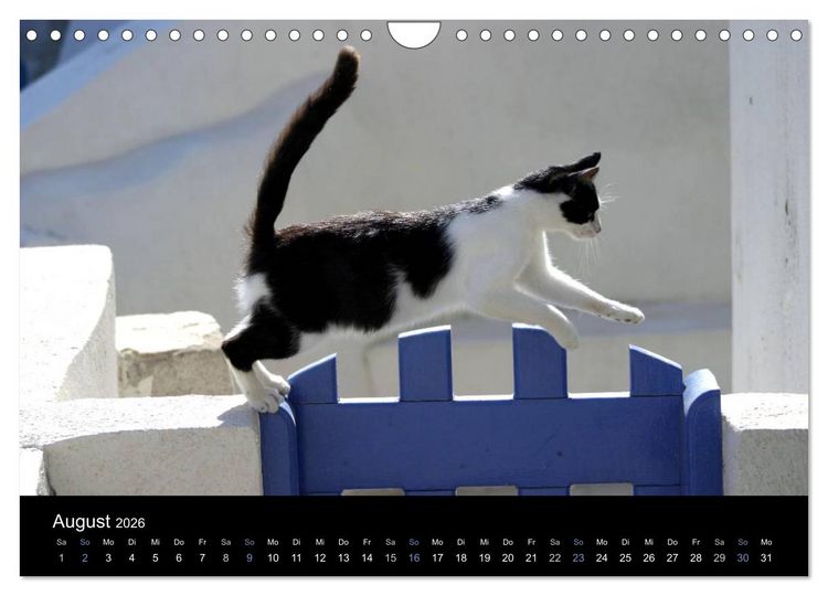 Produktbild: Katzensprung (Wandkalender 2026 DIN A4 quer), CALVENDO Monatskalender