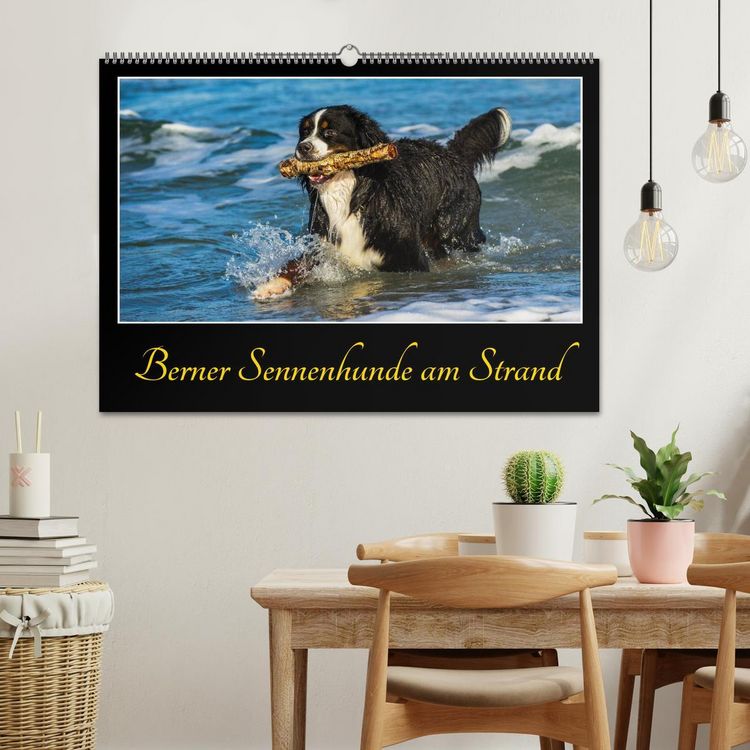 Produktbild: Berner Sennenhunde am Strand (Wandkalender 2026 DIN A2 quer), CALVENDO Monatskalender