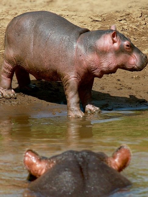 Produktbild: CALVENDO Puzzle Hippobaby auf Landgang | 1000 Teile Lege-Gr&ouml;&szlig;e 64x48cm Foto-Puzzle f&uuml;r gl&uuml;ckliche Stunden