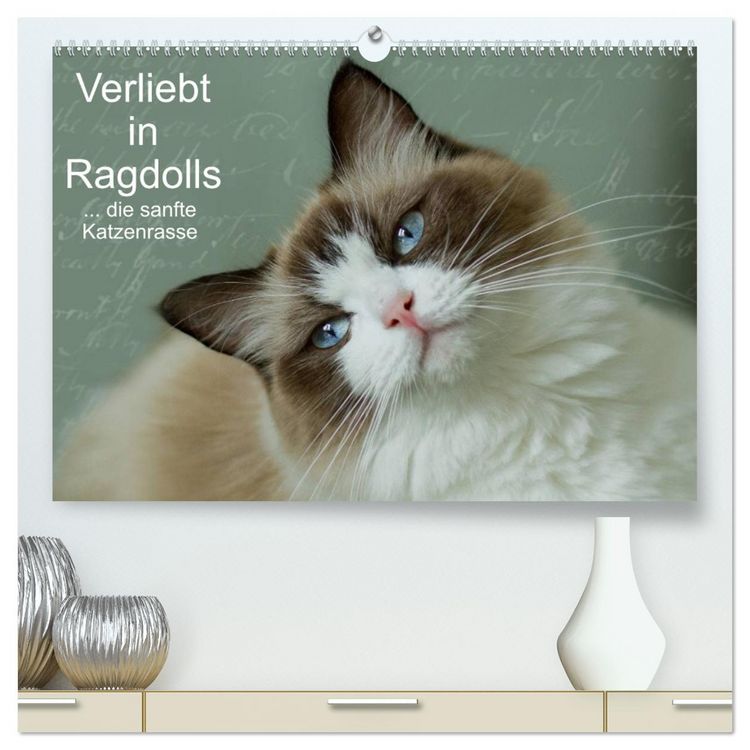 Produktbild: Verliebt in Ragdolls ... die sanfte Katzenrasse (hochwertiger Premium Wandkalender 2026 DIN A2 quer), Kunstdruck in Hochglanz