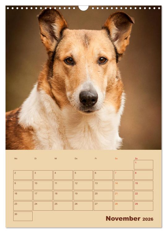 Produktbild: Kurzhaarcollies (Wandkalender 2026 DIN A3 hoch), CALVENDO Monatskalender