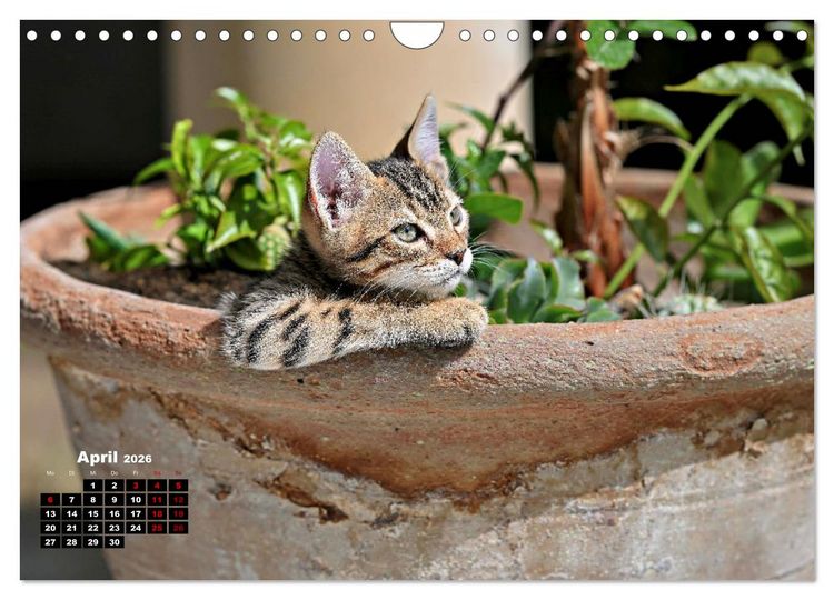 Produktbild: Die Streuner von La Marsa (Wandkalender 2026 DIN A4 quer), CALVENDO Monatskalender