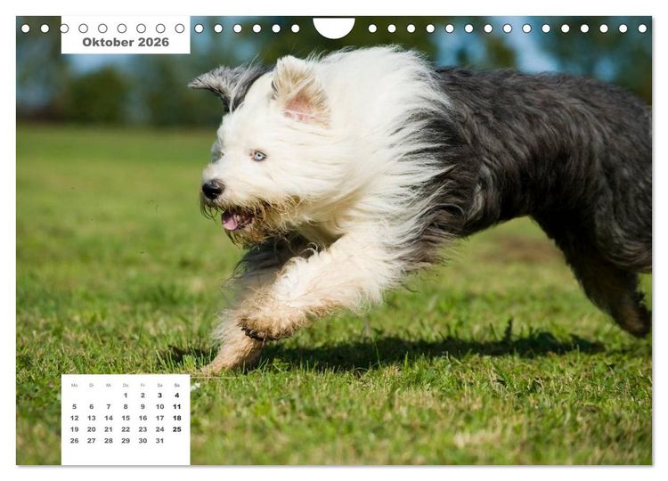 Produktbild: Rassehunde (Wandkalender 2026 DIN A4 quer), CALVENDO Monatskalender