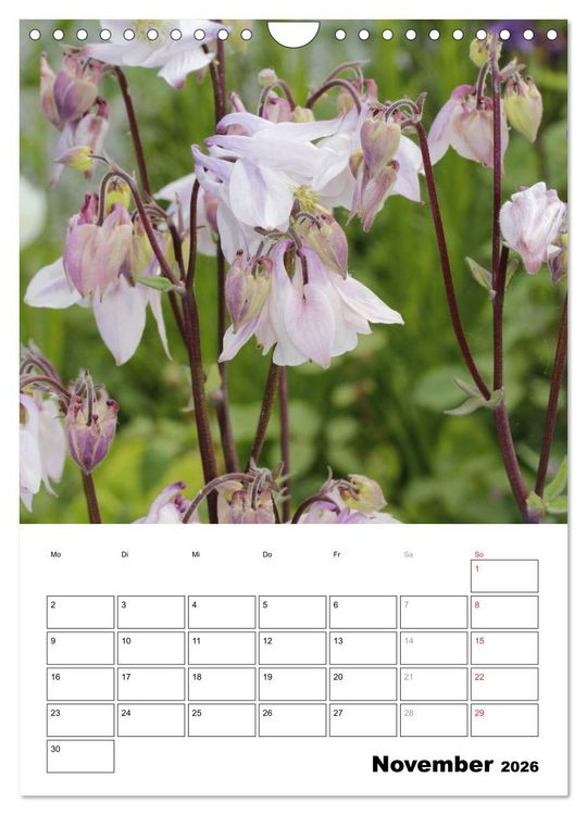 Produktbild: Zauberhafte Akeleien (Wandkalender 2026 DIN A4 hoch), CALVENDO Monatskalender