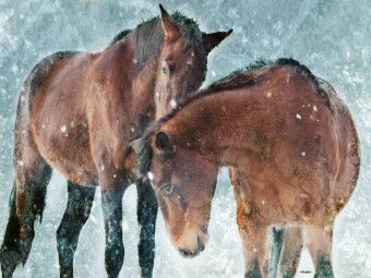 Produktbild: CALVENDO Puzzle Ein Motiv aus dem Kalender Pferde zum Tr&auml;umen | 1000 Teile Lege-Gr&ouml;&szlig;e 64x48cm Foto-Puzzle f&uuml;r gl&uuml;ckliche Stunden