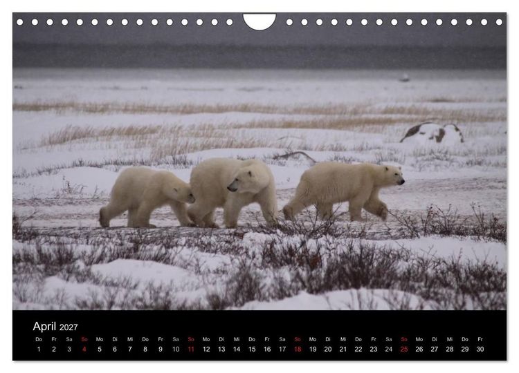 Produktbild: Arktische Tr&auml;ume - Eisb&auml;ren in Kanada (Wandkalender 2027 DIN A4 quer), CALVENDO Monatskalender