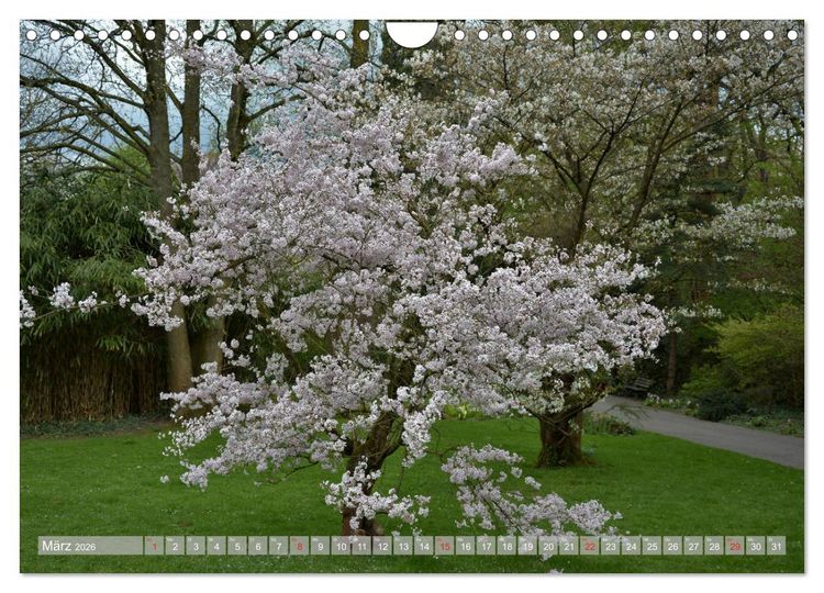 Produktbild: Fern&ouml;stlicher Zauber Japanischer Garten Leverkusen (Wandkalender 2026 DIN A4 quer), CALVENDO Monatskalender