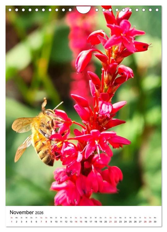 Produktbild: Imkers flei&szlig;igste Bienen - So arbeiten meine Immen &ndash; Originalaufnahmen aus erster Hand (Wandkalender 2026 DIN A4 hoch), CALVENDO Monatskalender