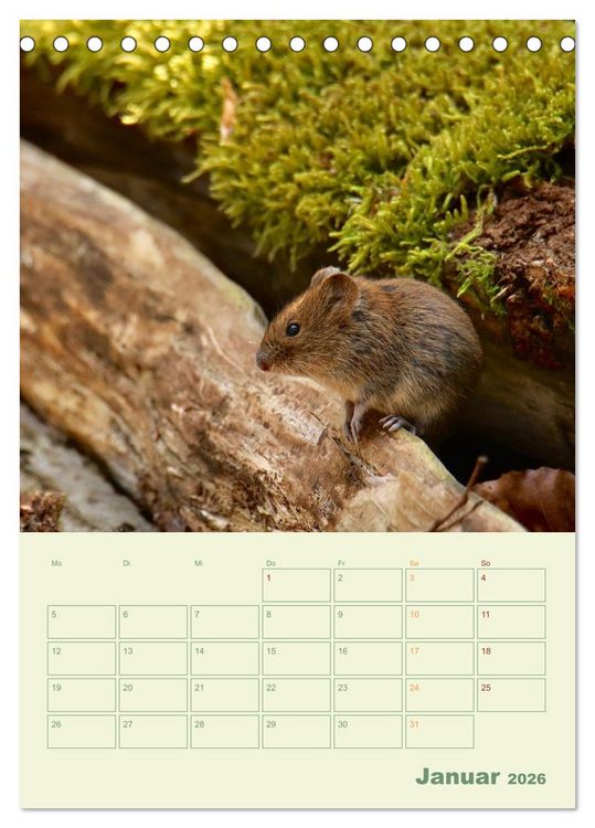 Produktbild: Waldmomente (Tischkalender 2026 DIN A5 hoch), CALVENDO Monatskalender