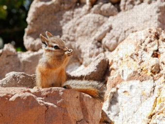 Produktbild: CALVENDO Puzzle Uinta-Streifenh&ouml;rnchen | 1000 Teile Lege-Gr&ouml;&szlig;e 64x48cm Foto-Puzzle f&uuml;r gl&uuml;ckliche Stunden