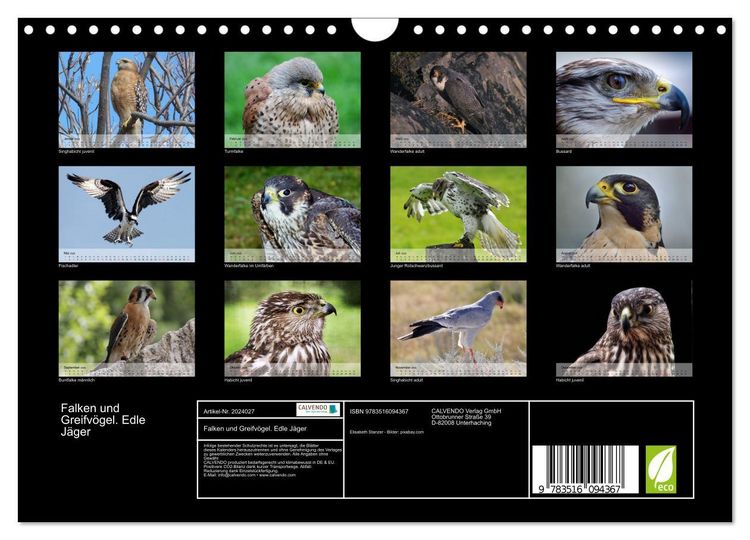 Produktbild: Falken und Greifv&ouml;gel. Edle J&auml;ger (Wandkalender 2026 DIN A4 quer), CALVENDO Monatskalender