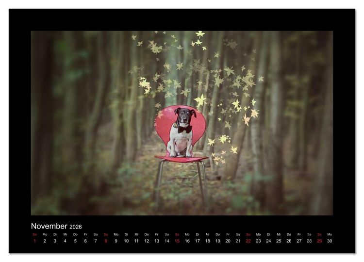 Produktbild: Jack Russell Terrier.....Ein Verwandlungsk&uuml;nstler namens Jake (hochwertiger Premium Wandkalender 2026 DIN A2 quer), Kunstdruck in Hochglanz