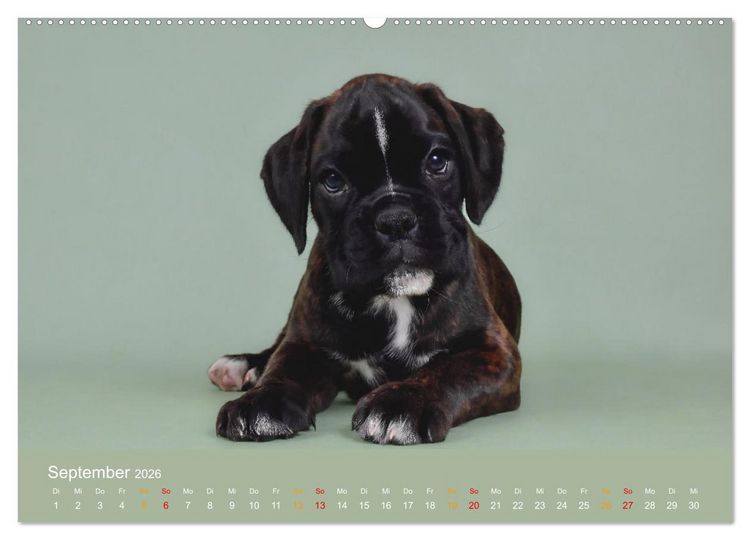 Produktbild: Boxer Welpen einfach zuckers&uuml;&szlig; (Wandkalender 2026 DIN A2 quer), CALVENDO Monatskalender