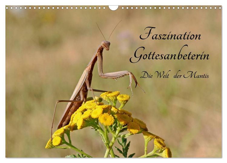 Produktbild: Faszination Gottesanbeterin - Die Welt der Mantis (Wandkalender 2026 DIN A3 quer), CALVENDO Monatskalender