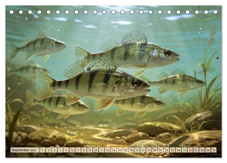 Produktbild: Barsche im See (Tischkalender 2027 DIN A5 quer), CALVENDO Monatskalender