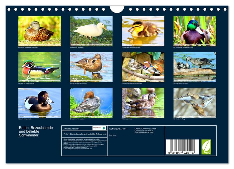 Produktbild: Enten. Bezaubernde und beliebte Schwimmer (Wandkalender 2026 DIN A4 quer), CALVENDO Monatskalender