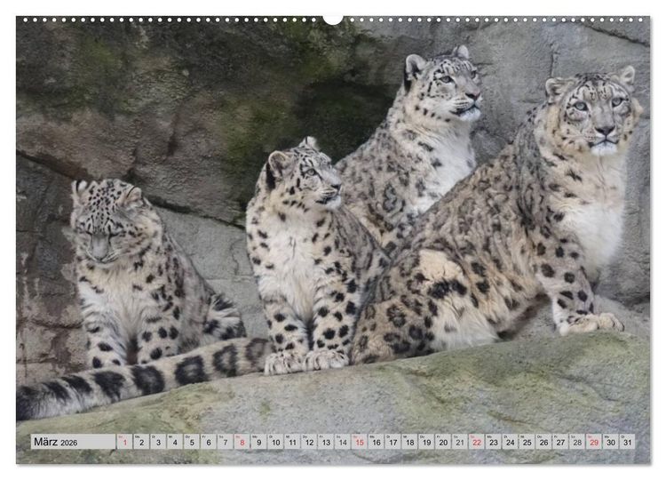 Produktbild: Schneeleoparden. Perfekte Raubkatzen-Sch&ouml;nheiten (hochwertiger Premium Wandkalender 2026 DIN A2 quer), Kunstdruck in Hochglanz