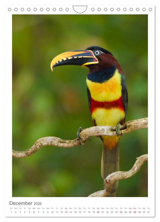 Produktbild: Pantanal Wildlife Photography (Wall Calendar 2026 DIN A4 portrait), CALVENDO 12 Month Wall Calendar
