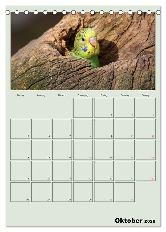 Produktbild: Wellensittiche Terminplaner (Tischkalender 2026 DIN A5 hoch), CALVENDO Monatskalender