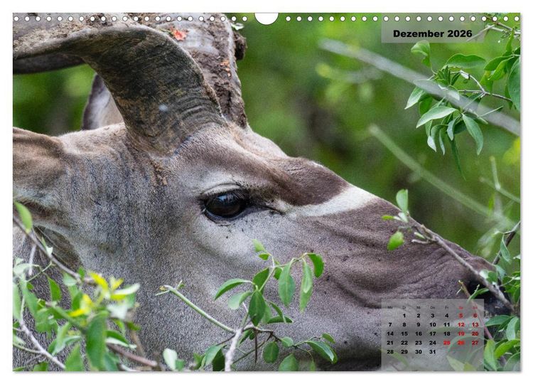 Produktbild: Auf Safari im Kruger National Park (Wandkalender 2026 DIN A3 quer), CALVENDO Monatskalender