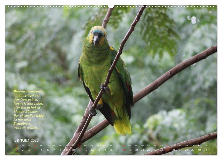 Produktbild: Blaustirnamazonen - Papageien in Paraguay (hochwertiger Premium Wandkalender 2026 DIN A2 quer), Kunstdruck in Hochglanz