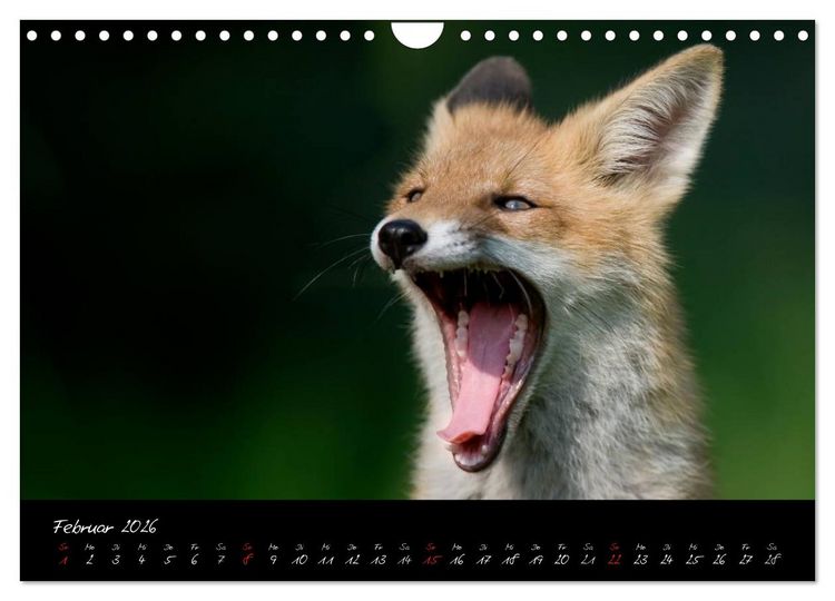 Produktbild: Rotfuchs - Impressionen (Wandkalender 2026 DIN A4 quer), CALVENDO Monatskalender