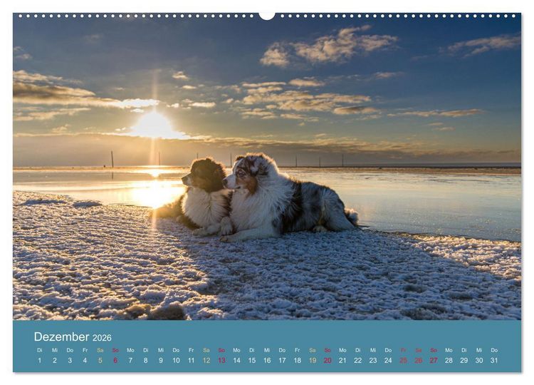 Produktbild: Mit Aussies unterwegs - Die bunte Welt der Australian Shepherds (hochwertiger Premium Wandkalender 2026 DIN A2 quer), Kunstdruck in Hochglanz
