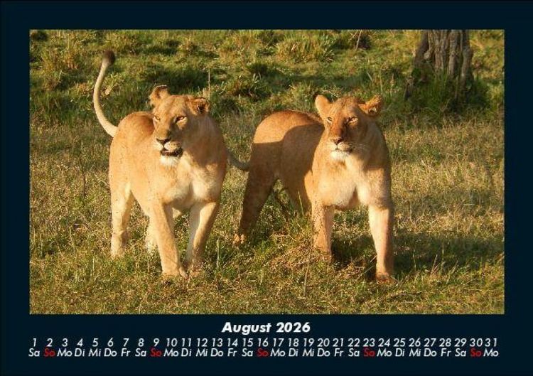 Produktbild: L&ouml;wen in der Wildnis 2026 Fotokalender DIN A5
