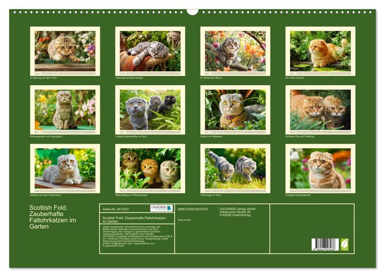 Produktbild: Scottish Fold. Zauberhafte Faltohrkatzen im Garten (Wandkalender 2026 DIN A2 quer), CALVENDO Monatskalender