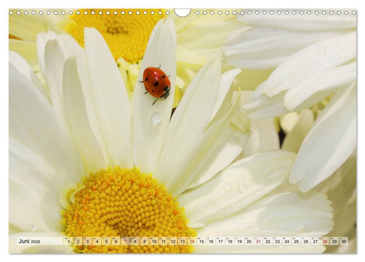 Produktbild: Es bl&uuml;ht im Sommer (Wandkalender 2026 DIN A3 quer), CALVENDO Monatskalender