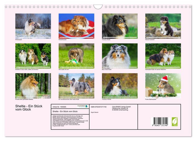 Produktbild: Sheltie - Ein St&uuml;ck vom Gl&uuml;ck (Wandkalender 2026 DIN A3 quer), CALVENDO Monatskalender