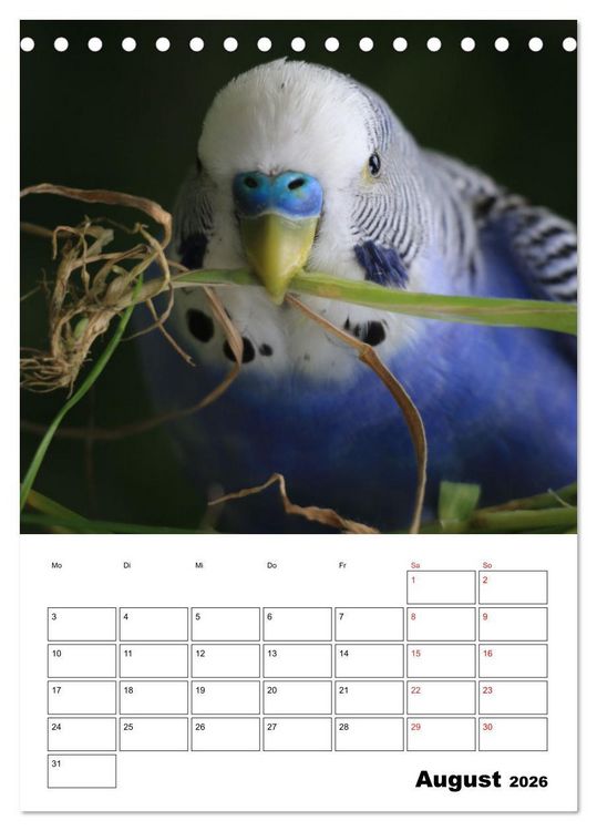 Produktbild: Wellensittichkalender Jubil&auml;umsedition - 10 Jahre Wellensittichkalender! (Tischkalender 2026 DIN A5 hoch), CALVENDO Monatskalender