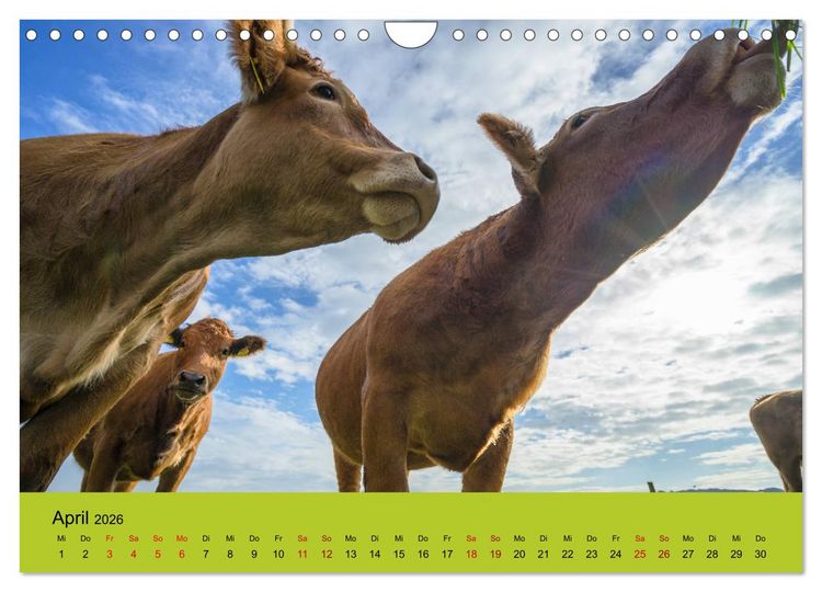 Produktbild: Kuhckst du? (Wandkalender 2026 DIN A4 quer), CALVENDO Monatskalender