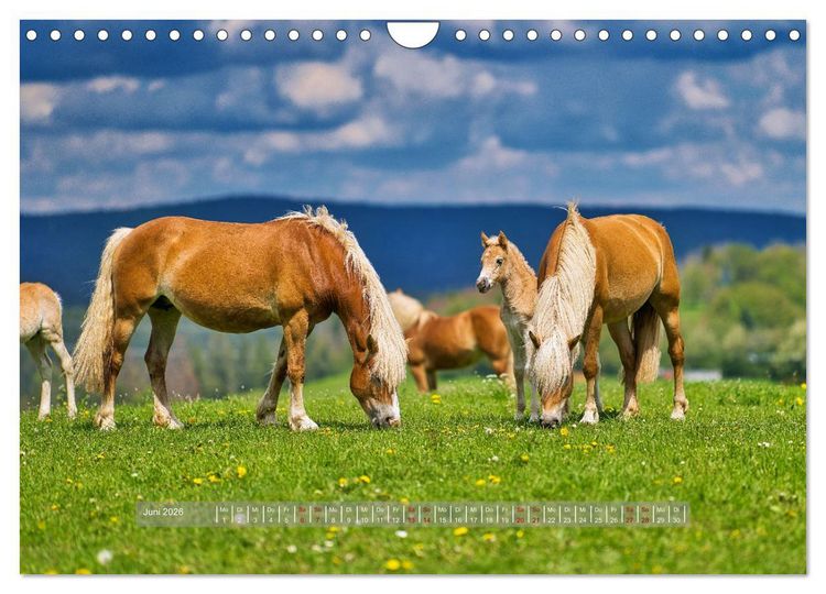 Produktbild: Haflinger Pferde in Th&uuml;ringen (Wandkalender 2026 DIN A4 quer), CALVENDO Monatskalender