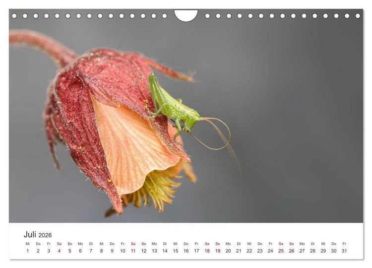 Produktbild: Der etwas andere Blickwinkel (Wandkalender 2026 DIN A4 quer), CALVENDO Monatskalender