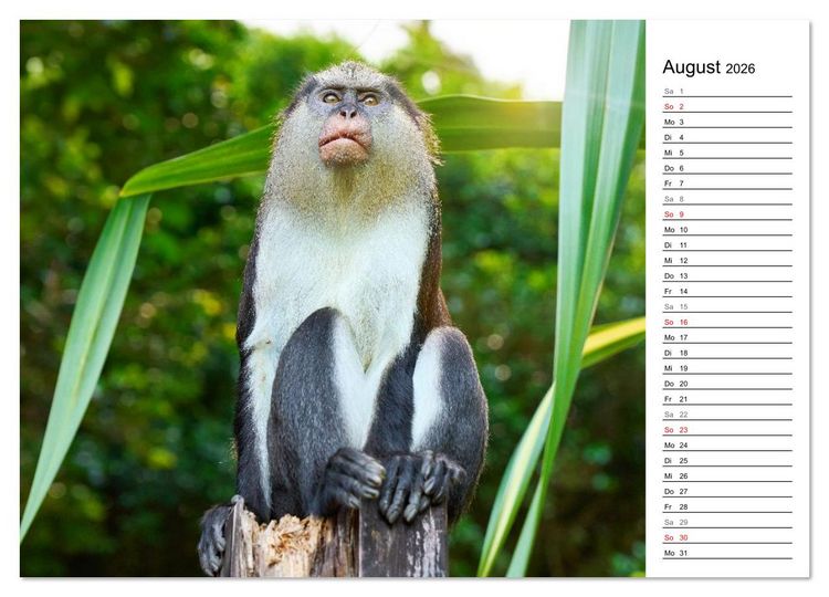 Produktbild: Karibik entdecken - Inseln und Farben der Karibik mit echtem Lebensgef&uuml;hl (Wandkalender 2026 DIN A4 quer), CALVENDO Monatskalender