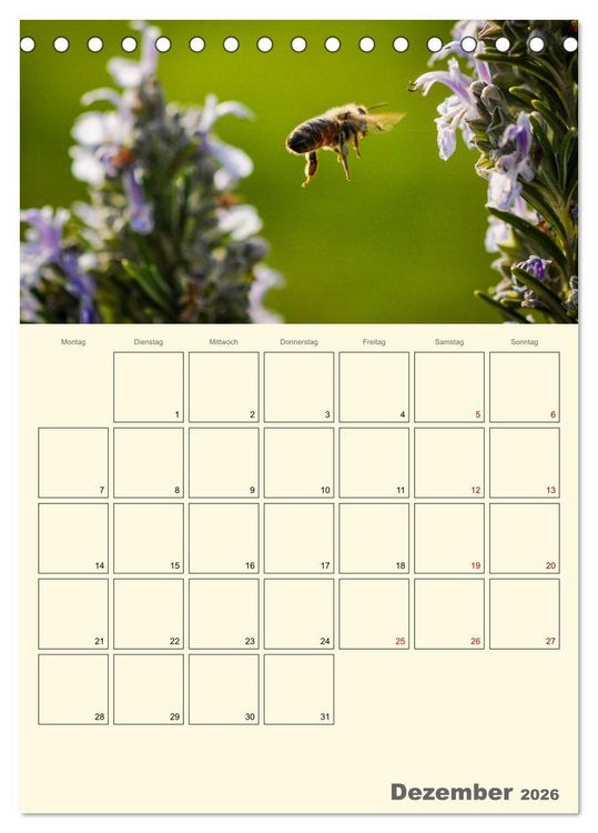 Produktbild: Bienen im Naturgarten (Tischkalender 2026 DIN A5 hoch), CALVENDO Monatskalender