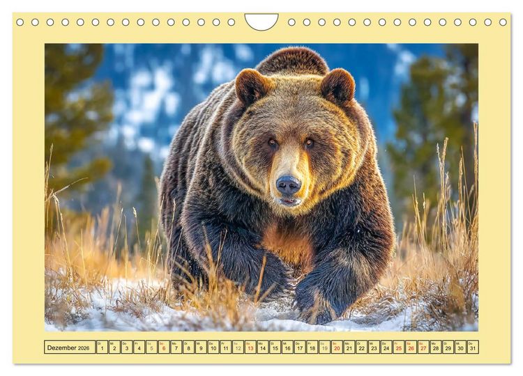 Produktbild: Im Herz der Wildnis. Die beeindruckende St&auml;rke und Stille der B&auml;ren (Wandkalender 2026 DIN A4 quer), CALVENDO Monatskalender
