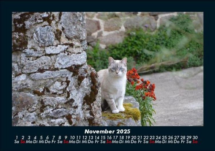 Produktbild: Katzen 2025 Fotokalender DIN A5