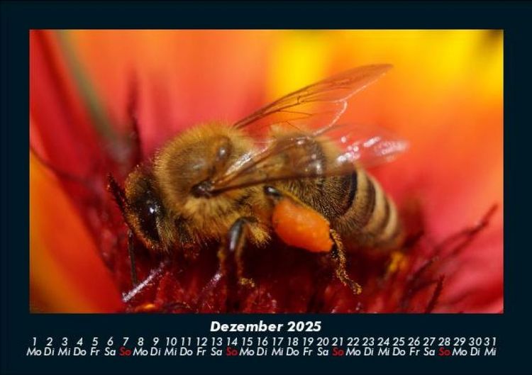 Produktbild: Bienen 2025 Fotokalender DIN A5