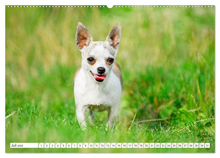 Produktbild: Enegieb&uuml;ndel Chihuahua - Temperament auf vier Pfoten (Wandkalender 2026 DIN A2 quer), CALVENDO Monatskalender
