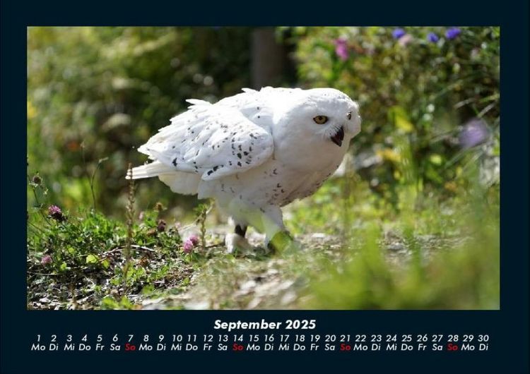Produktbild: Vogelparadies 2025 Fotokalender DIN A4