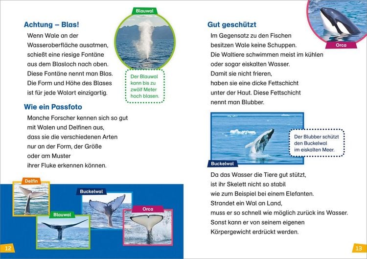 Produktbild: WAS IST WAS Erstes Lesen Band 1. Wale und Delfine