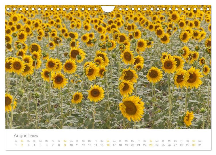 Produktbild: Provence: Malerisches S&uuml;dfrankreich (Wandkalender 2026 DIN A4 quer), CALVENDO Monatskalender