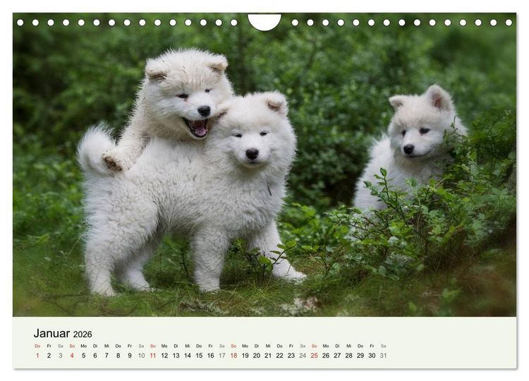 Produktbild: Kleine Samojeden - Eisb&auml;rchen Abenteuer im M&auml;rchenwald (Wandkalender 2026 DIN A4 quer), CALVENDO Monatskalender