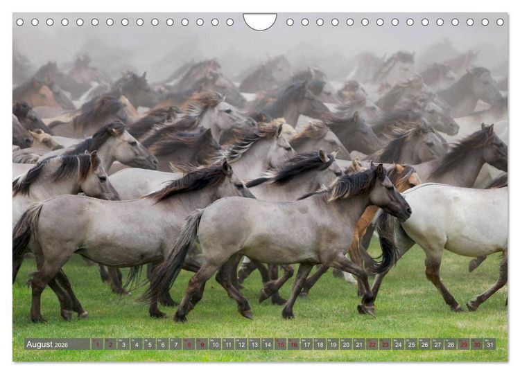 Produktbild: D&uuml;lmener Wildpferde - Wildpferde im Meerfelder Bruch (Wandkalender 2026 DIN A4 quer), CALVENDO Monatskalender