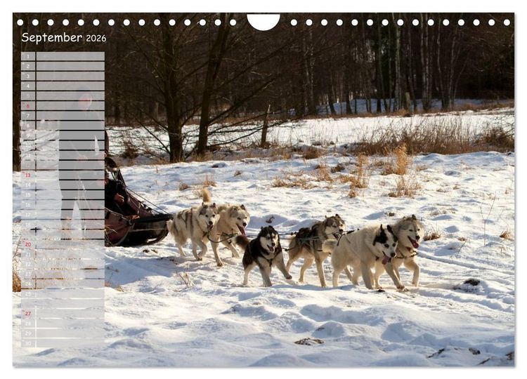 Produktbild: Huskies! (Wandkalender 2026 DIN A4 quer), CALVENDO Monatskalender