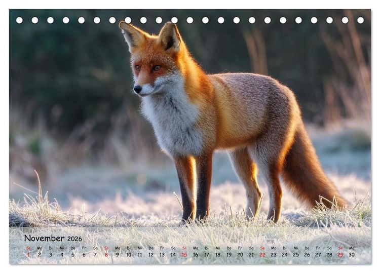 Produktbild: Jagd und Natur - Kalender f&uuml;r J&auml;ger mit Wildtieren Deutschlands im Jahreslauf (Tischkalender 2026 DIN A5 quer), CALVENDO Monatskalender